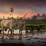 Farmer on a rice field in Old Khmer Empire